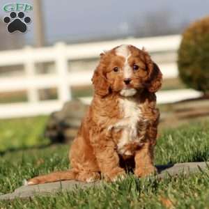 Marlin, Cavapoo Puppy