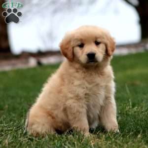 Marlin, Goldendoodle Puppy