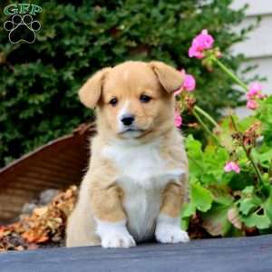 Marlin, Pembroke Welsh Corgi Puppy