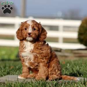 Marlin, Cavapoo Puppy