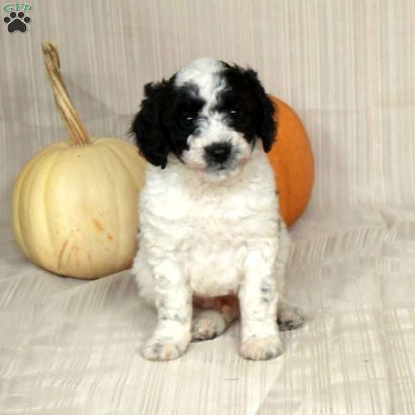 Marlon, Mini Bernedoodle Puppy