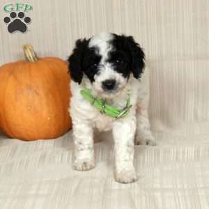 Marlon, Mini Bernedoodle Puppy