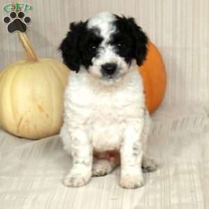 Marlon, Mini Bernedoodle Puppy