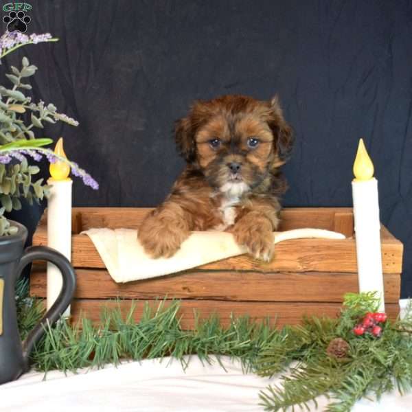 Marshall, Shih-Poo Puppy