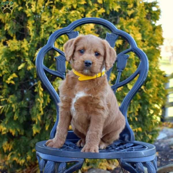 Marshall, Labradoodle Puppy