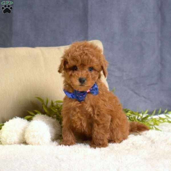 Marshall, Toy Poodle Puppy