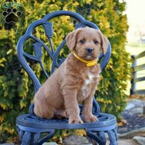 Marshall, Labradoodle Puppy