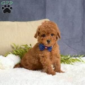 Marshall, Toy Poodle Puppy