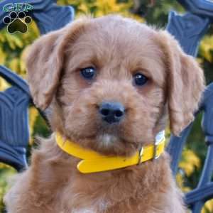 Marshall, Labradoodle Puppy