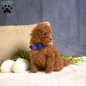 Marshall, Toy Poodle Puppy