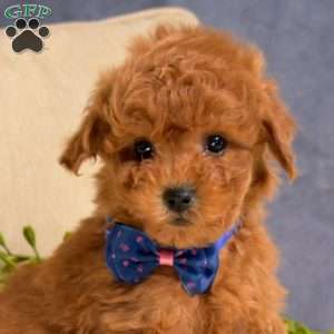 Marshall, Toy Poodle Puppy