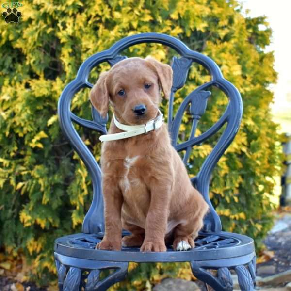 Marty, Labradoodle Puppy