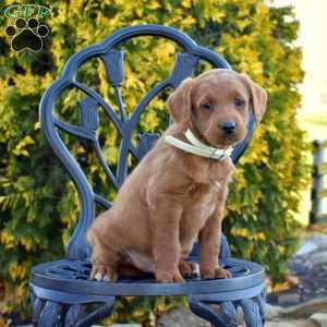 Marty, Labradoodle Puppy