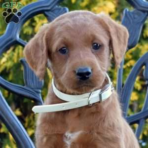 Marty, Labradoodle Puppy
