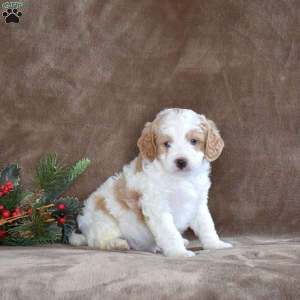 Marvin, Miniature Poodle Puppy