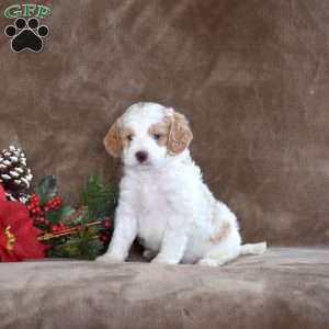 Marvin, Miniature Poodle Puppy