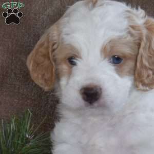 Marvin, Miniature Poodle Puppy