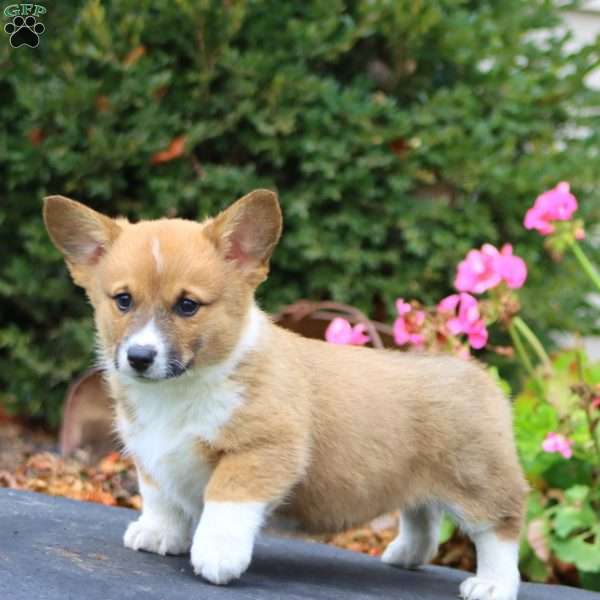 Mary, Pembroke Welsh Corgi Puppy