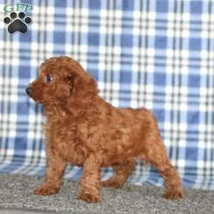 Mary, Miniature Poodle Puppy