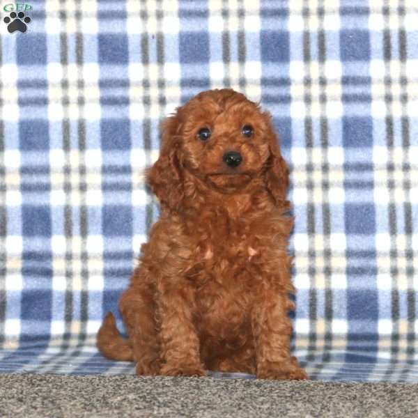 Mary, Miniature Poodle Puppy