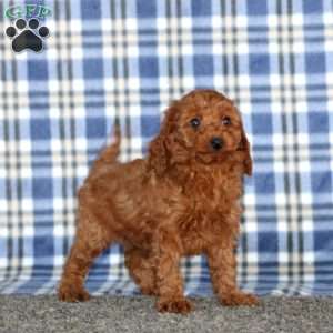 Mary, Miniature Poodle Puppy