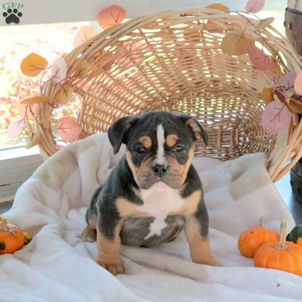 Mason, EngAm Bulldog Puppy