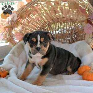 Mason, EngAm Bulldog Puppy