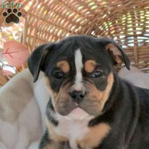 Mason, EngAm Bulldog Puppy