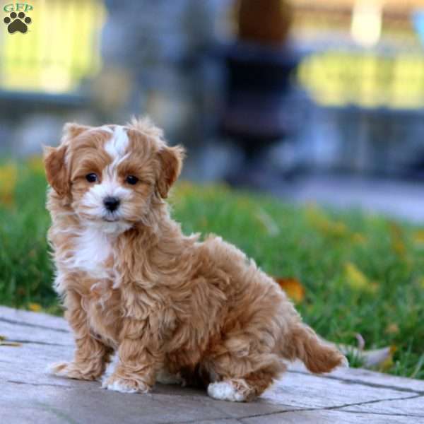 Mason, Maltipoo Puppy