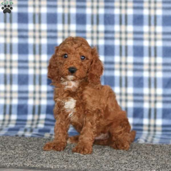Mason, Miniature Poodle Puppy