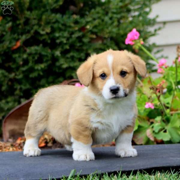 Mason, Pembroke Welsh Corgi Puppy
