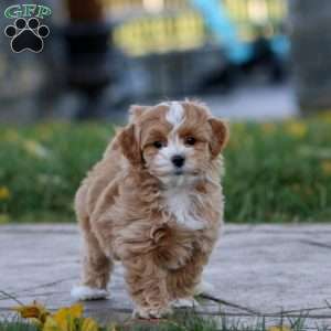 Mason, Maltipoo Puppy
