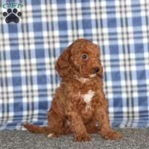 Mason, Miniature Poodle Puppy