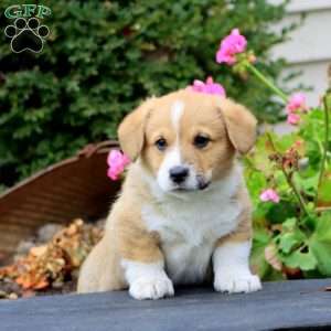 Mason, Pembroke Welsh Corgi Puppy