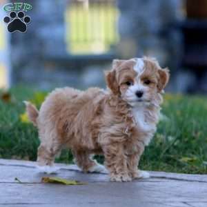 Mason, Maltipoo Puppy
