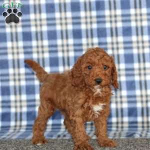 Mason, Miniature Poodle Puppy