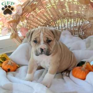 Matthew, EngAm Bulldog Puppy