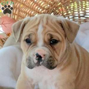 Matthew, EngAm Bulldog Puppy