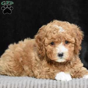 Maude, Cavapoo Puppy