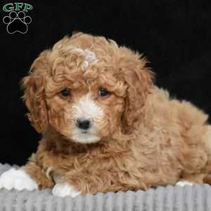 Maude, Cavapoo Puppy
