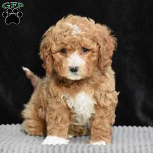Maude, Cavapoo Puppy