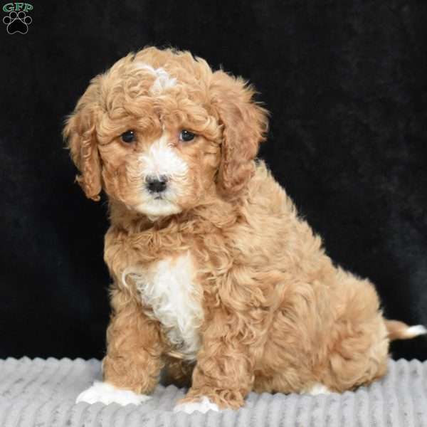 Maude, Cavapoo Puppy