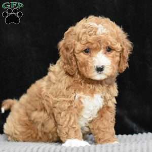 Maude, Cavapoo Puppy