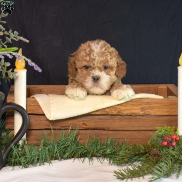 Maurice, Shih-Poo Puppy