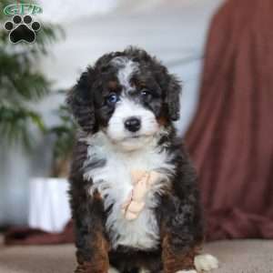 Maverick, Mini Bernedoodle Puppy