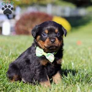 Maverick, Rottweiler Puppy