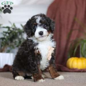 Maverick, Mini Bernedoodle Puppy