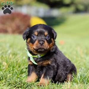 Maverick, Rottweiler Puppy