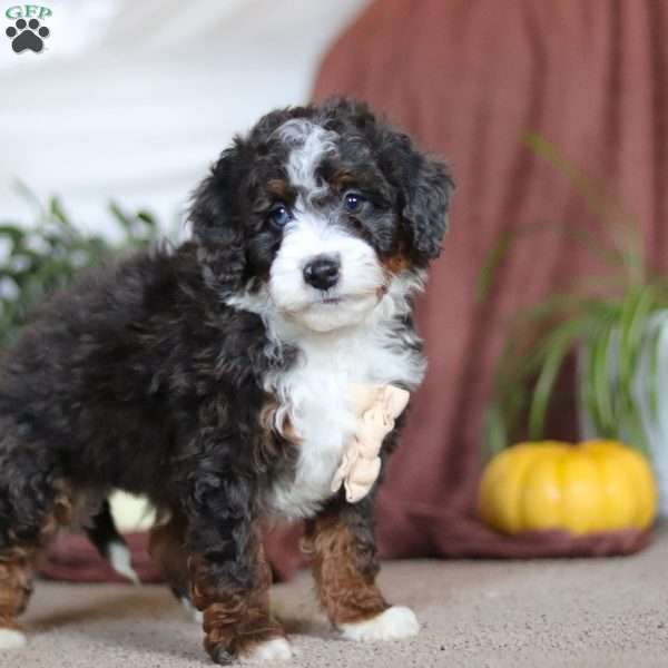 Maverick, Mini Bernedoodle Puppy