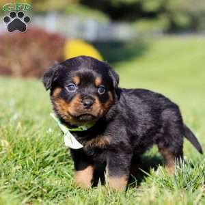 Maverick, Rottweiler Puppy